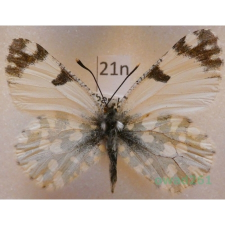 Euchloe ausonia (Hubner, 1805) Bulgaria21n